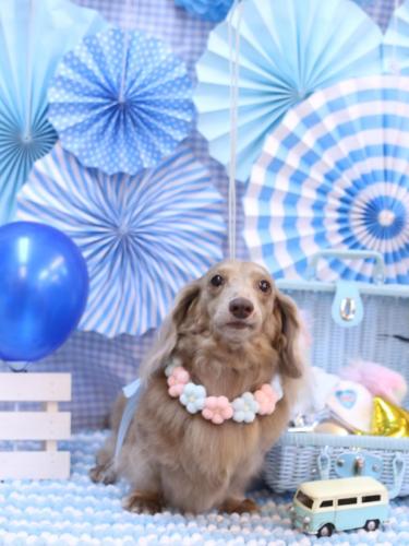 20231102ぺこちゃん